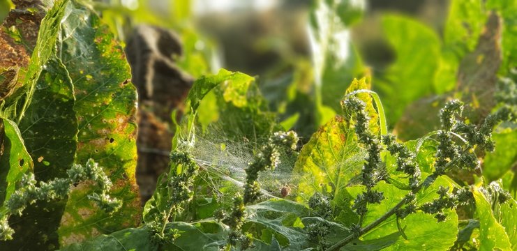 Spinne und Netzt im Tau Licht 