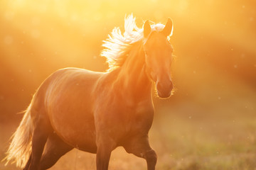 Obraz na płótnie Canvas Flaxen horse free run portrait at sunset