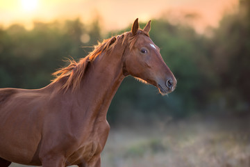 Red horse close up portrait in motion at sunset