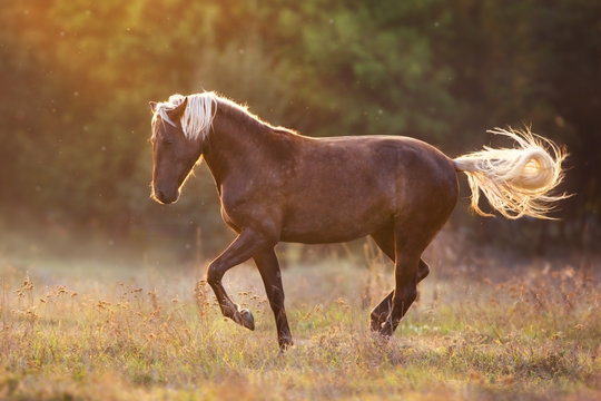 Thehorse in sunset light light , shows the piaffe outdoor free