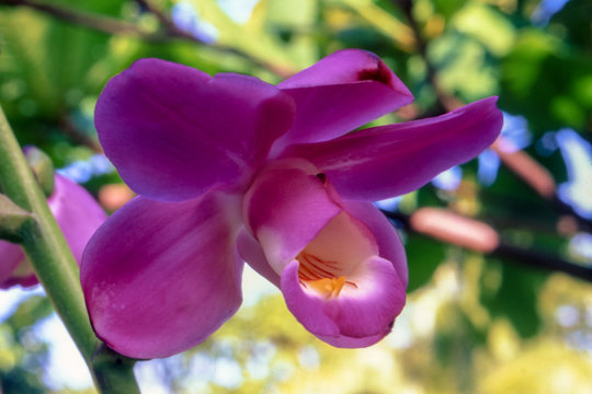 Fototapeta Roempler Eulophiella Orchid (Eulophiella roempleriana), Ile Aux Nattes, Madagascar, Africa  