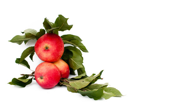 Ripe red apple with apple leafs isolated on white background. Twig with leaves. Space for your text.