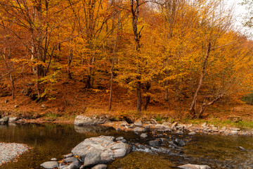 Obraz na płótnie Canvas Autumn Mountain River 