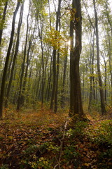 forest in autumn