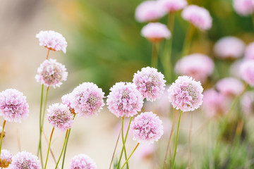 Beautiful delicate pink flowers to be found on dunes of Algarve coast, Portugal