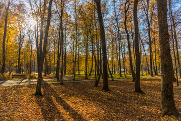 Naklejka premium Autumn foliage in the park. October, Moscow