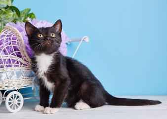The black and white cat sits sideways.