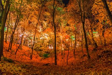 Obraz premium Night decoration of the park in the form of multi-colored lights. Magical forest in Moscow