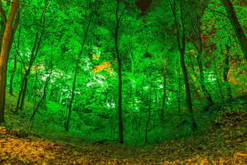 Fototapeta na wymiar Night decoration of the park in the form of multi-colored lights. Magical forest in Moscow