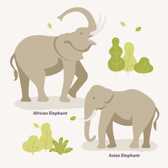 African Elephant and Asian Elephant walking in the zoo, park vector flat illustration. Kinds of elephants infographic elements isolated on light background, bushes and trees around them.