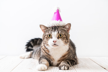 cat with party hat