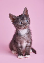 Fluffy playful kitten on a pink background