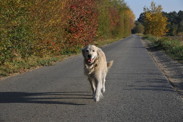 hund golden retriever läuft einsam ueber straße
