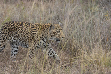 Leopard (Panthera pardus) walking through grass in the bush in the Sabi Sands, Greater Kruger, South Africa