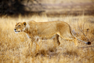 The Southern lion (Panthera leo melanochaita) also the East-Southern African lion or Eastern-Southern African lion or Panthera leo kruegeri. The adult lioness watches and creeps into potential prey.