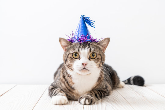 cat with party hat
