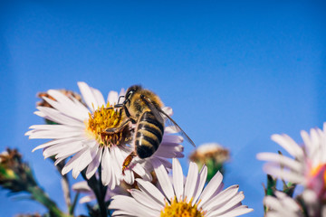 Bee pollinates flowers, macro photo