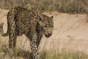 Leopard (Panthera pardus) walking through grass in the bush in the Sabi Sands, Greater Kruger, South Africa