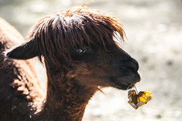 Portrait eines Alpaka mit Blatt im Maul