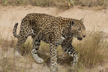 Leopard (Panthera pardus) walking through grass in the bush in the Sabi Sands, Greater Kruger, South Africa