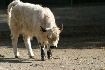 Fototapeta premium Galloway Kalb mit kuscheligem Fell
