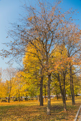 Fototapeta na wymiar Autumn foliage in the park. October, Moscow 