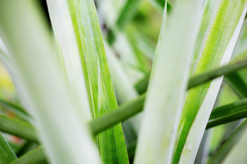 Obraz premium Leaves plant with texture.