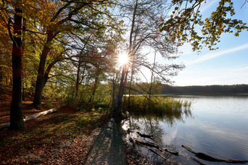 Forrest Autumn Herbst