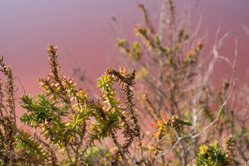 Plants growing at the pink salt flats at Margherita Di Savoia in Puglia, Italy. The water is coloured pink because of crustaceans that live in it.
