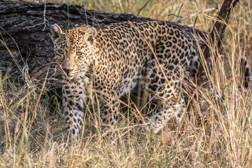 Leopard (Panthera pardus) walking through grass in the bush in the Sabi Sands, Greater Kruger, South Africa