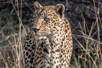 Leopard (Panthera pardus) walking through grass in the bush in the Sabi Sands, Greater Kruger, South Africa