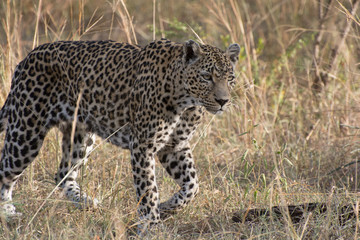 Leopard (Panthera pardus) walking through grass in the bush in the Sabi Sands, Greater Kruger, South Africa