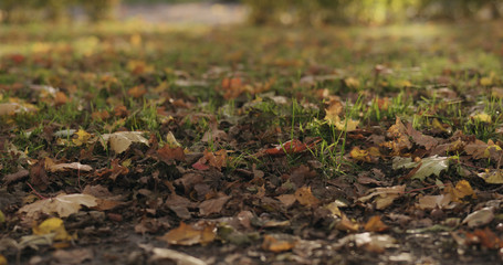 fallen autumn leaves on city alley on a sunny day