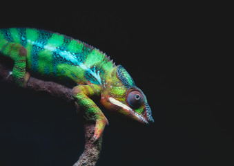 Close-up portrait of a brightly colored Panther chameleon (Furcifer pardalis) resting on a tree branch against a dark background