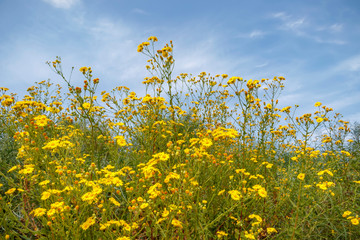 Blooming yellow flowers against the blue sky with clouds