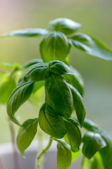 Obraz premium Ocimum basilicum green aromatic herbs, fresh plant leaves, common cuisine ingredients