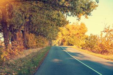 Fototapeta premium Autumn country road with yellow trees on the roadside