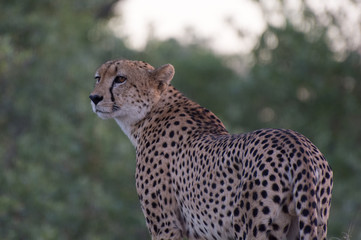 Cheetah (Acinonyx jubatus) moving through the African Bush in the Sabi Sands, Greater Kruger, South Africa in the late evening