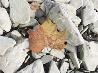 autumn leaf on bedrock