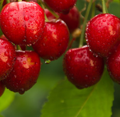 Cherry on a tree branch