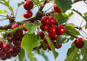 Cherry on a tree branch