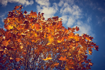 Autumn  red foliage of maple tree leaves with blue sky background