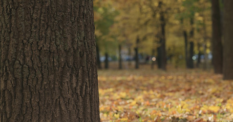 closeup of maple tree trunk in autumn city