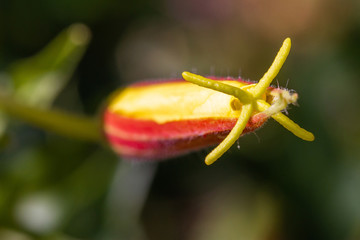 incomprehensible flower in spring with antennae