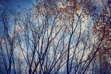 Autumn landscape. Autumn trees with yellowing leaves against blue sky