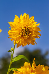 dahlia  botany flower head 
