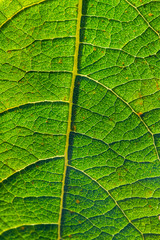 green leaf to the light