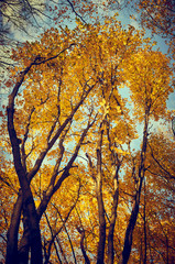 Autumn landscape. Autumn trees with yellowing leaves against blue sky