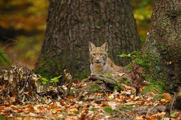 The Eurasian lynx (Lynx lynx), also known as the European lynx or Siberian lynx in autumn colors. Lynx peeks from behind the tree.