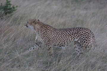 Cheetah (Acinonyx jubatus) moving through the African Bush in the Sabi Sands, Greater Kruger, South Africa in the late evening